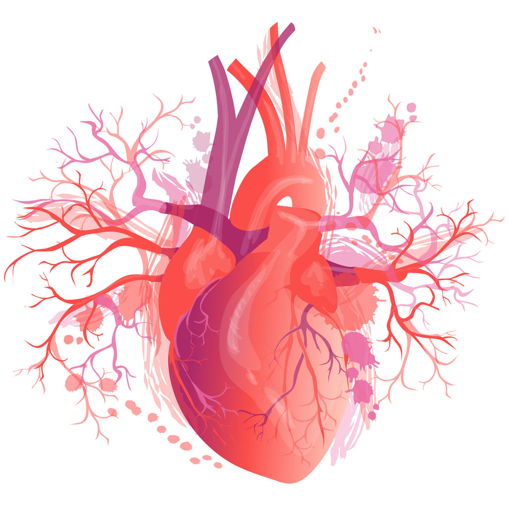 Illustratie van de anatomie van een hart