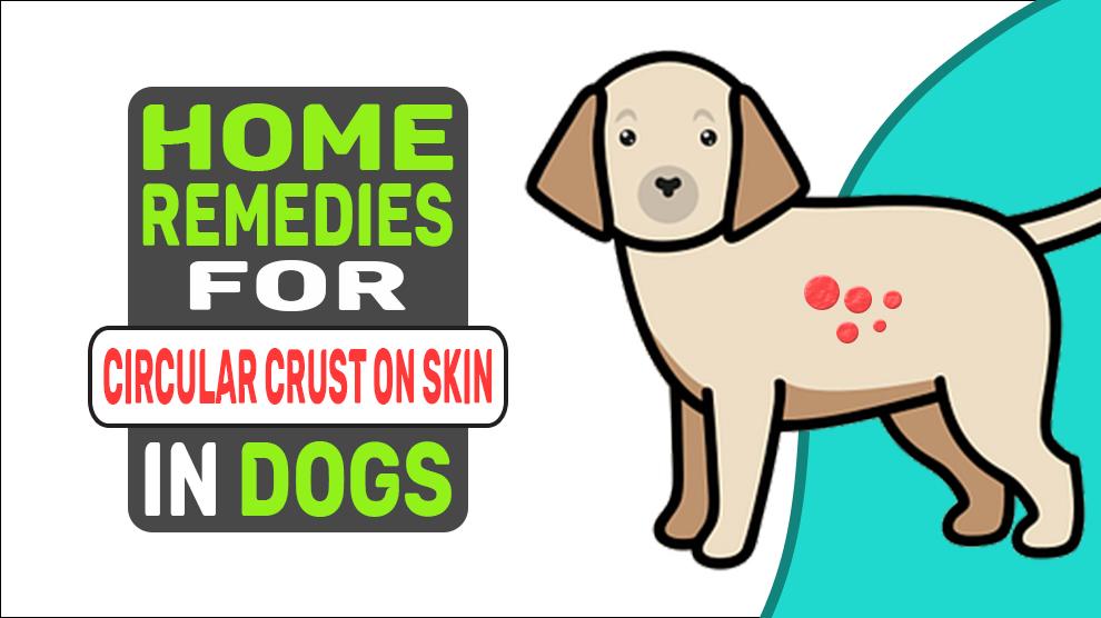 Home Remedies voor circulaire korst op de huid bij honden