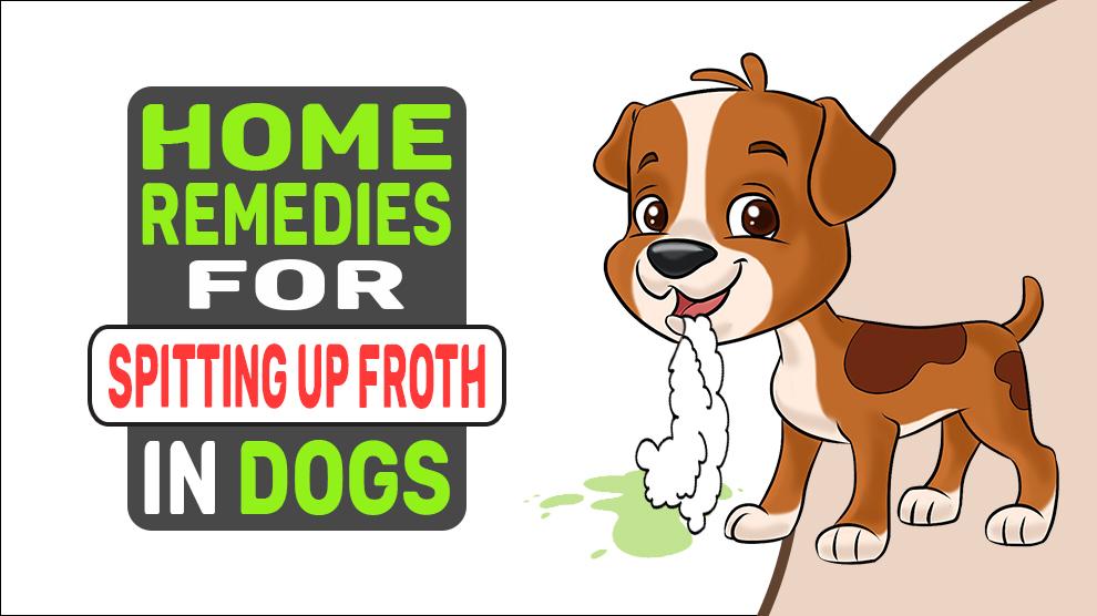 Home Remedies voor het spugen van schuim bij honden