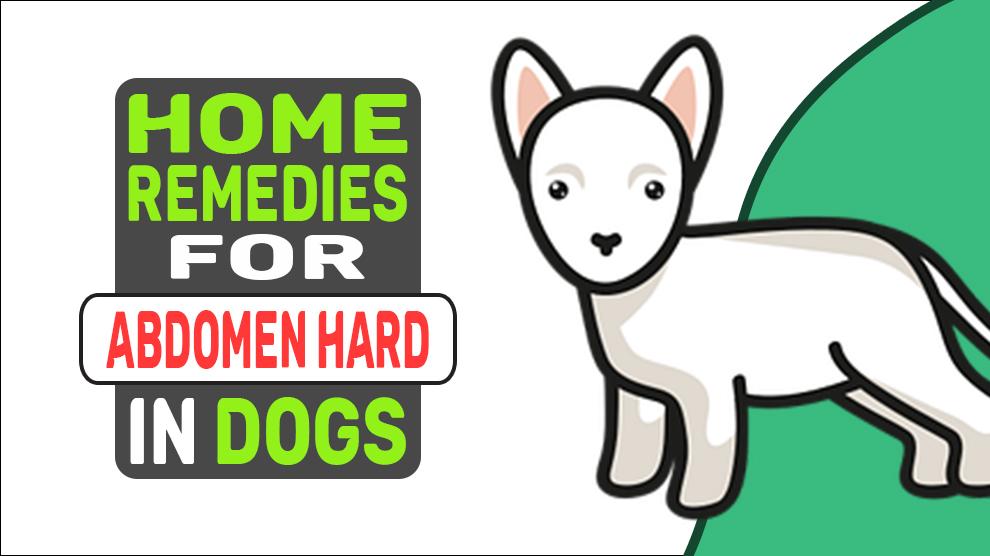 Home Remedies voor buik hard bij honden