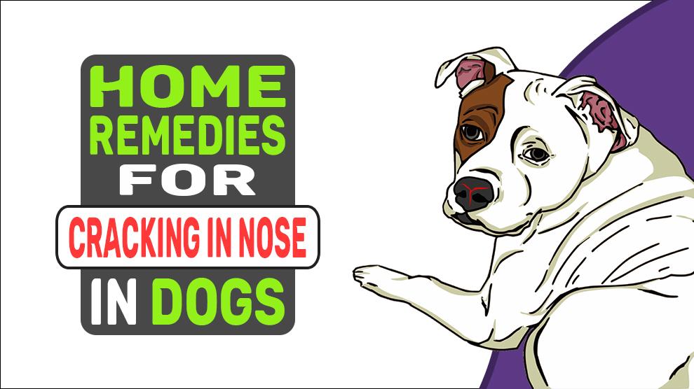 Home Remedies voor het kraken in de neus bij honden