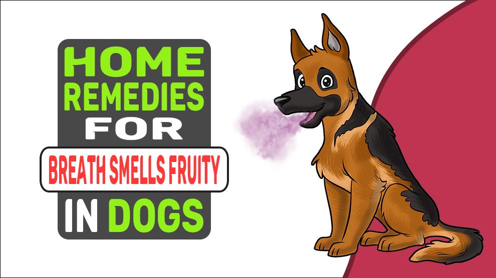Home Remedies voor adem ruikt fruitig bij honden