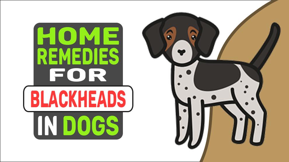 Home Remedies voor mee-eters bij honden