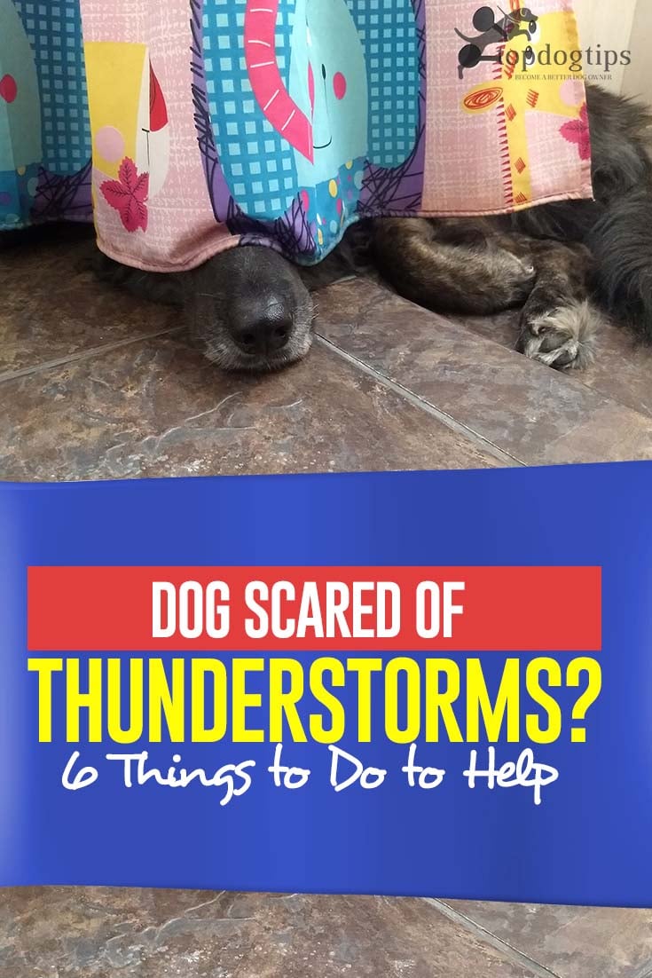 Als hond bang is voor onweer - 6 dingen om te doen om te helpen