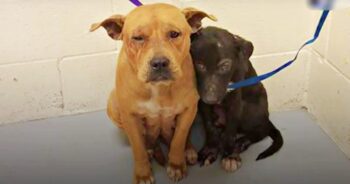 Honden samen in het asiel gekropen nadat de eigenaar ze zonder uitleg had achtergelaten