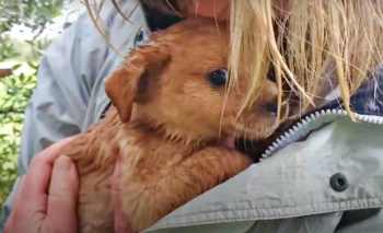 Kleine puppy’s gered in regenbui wachten nog steeds op hun eeuwige families