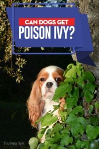 Kunnen honden poison ivy krijgen