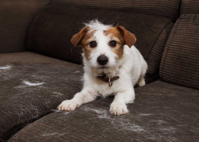 Lente verharende hond in Sofa