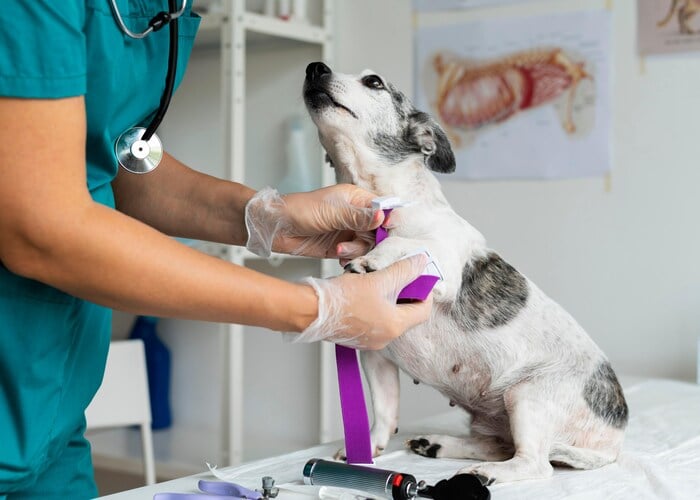 Lente allergie bij honden diagnose