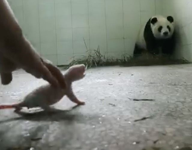 Panda met baby