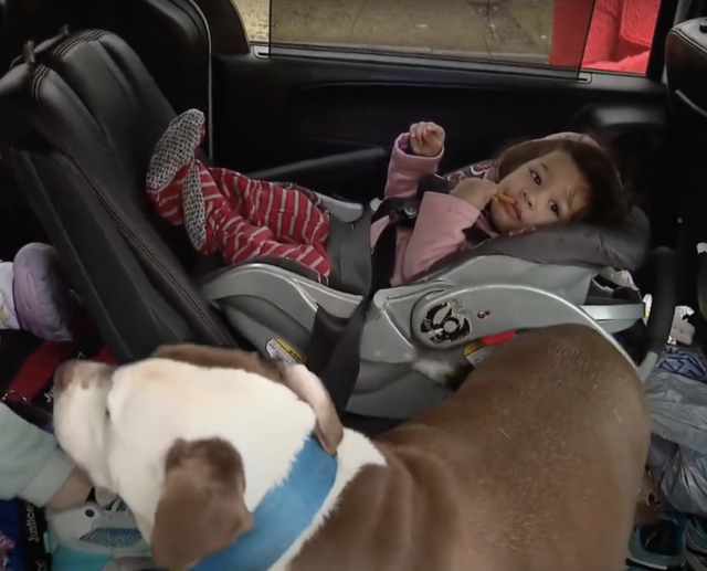 Hond in auto met baby