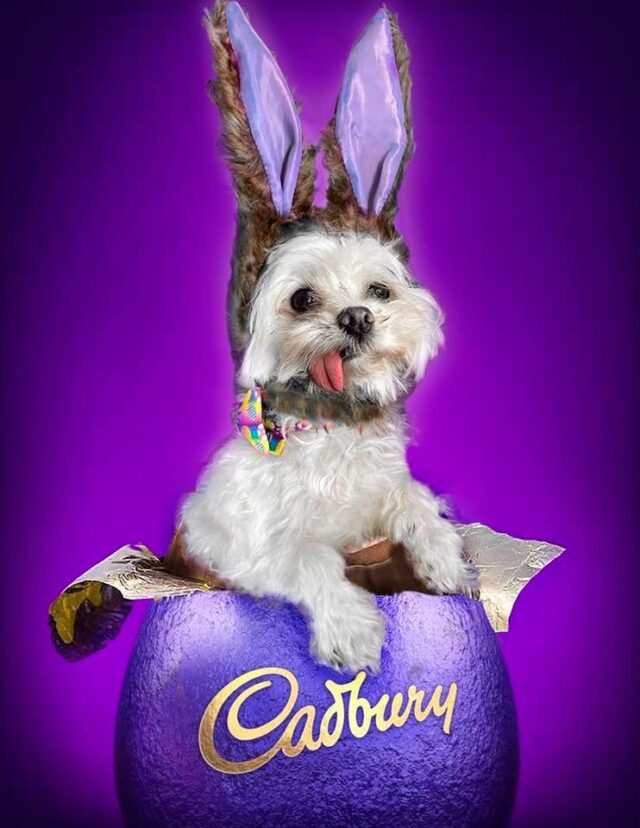 Puppy Mill Overlevende Cadbury Bunny