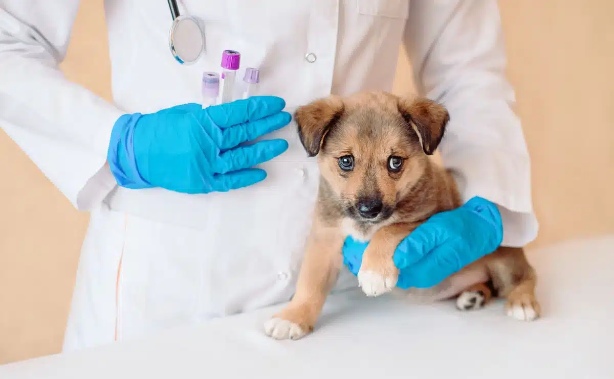 Dierenarts die reageerbuizen met vaccin vasthoudt in de buurt van schattige kleine bastaardhond in de kliniek