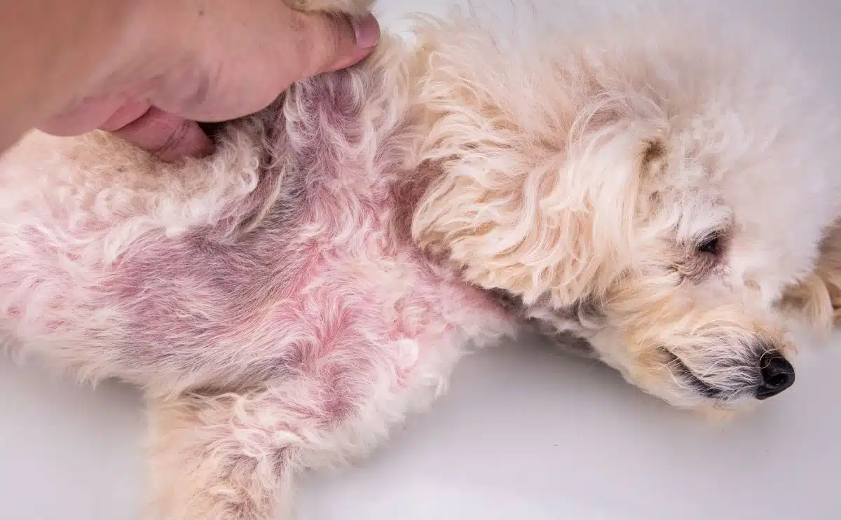 hond op rug met huid schimmelinfectie op buik