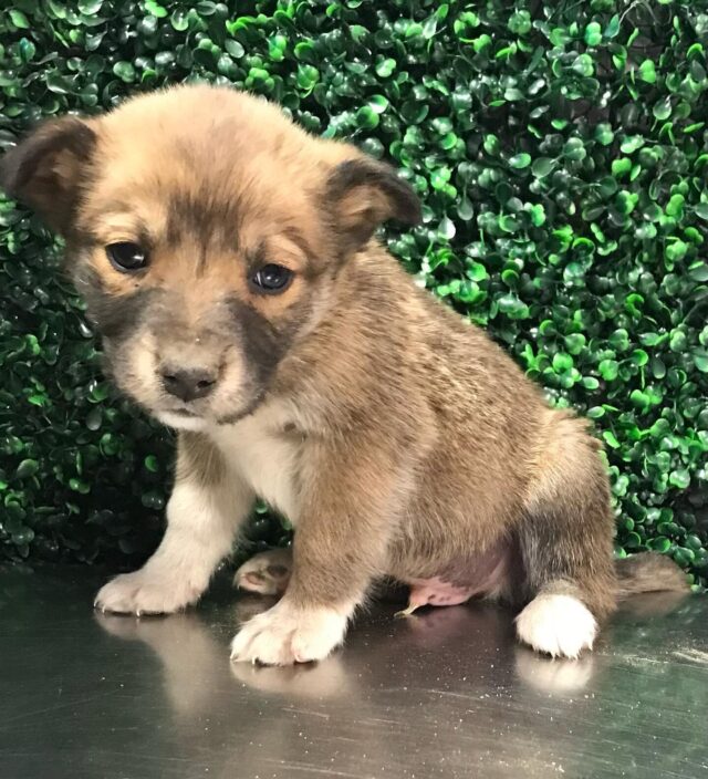 Sad puppy bij Texas shelter