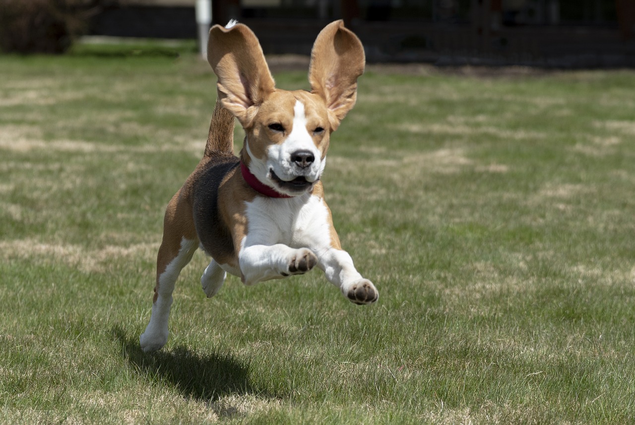 Ultieme Beagle Puppy Boodschappenlijst: Checklist van 23 Must-Have Items