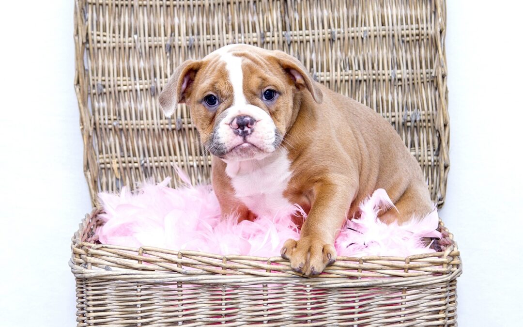 Ultieme Bulldog Puppy Boodschappenlijst: Checklist van 23 Must-Have Items