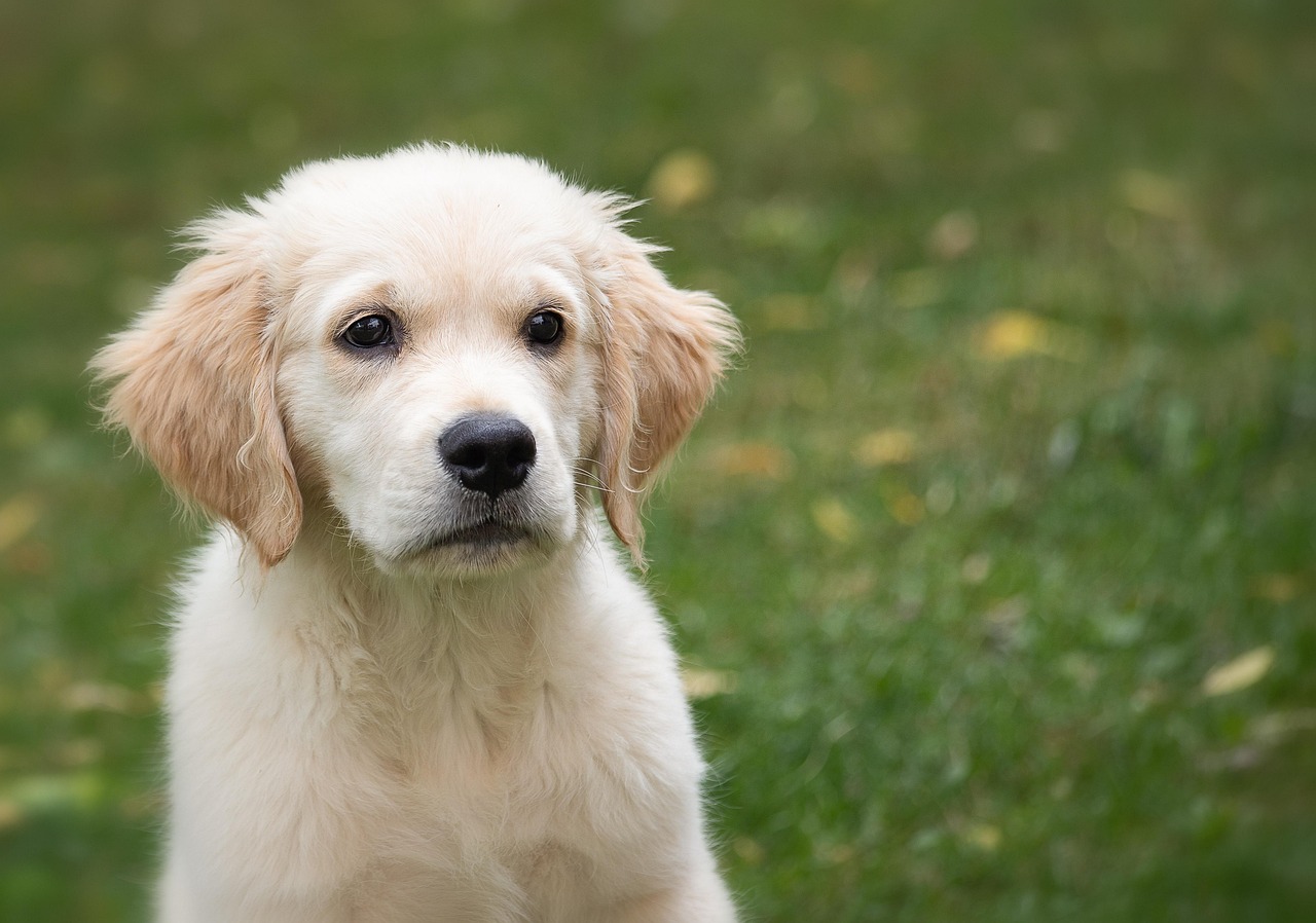 Ultieme Golden Retriever Puppy Boodschappenlijst: Checklist van 23 Must-Have Items