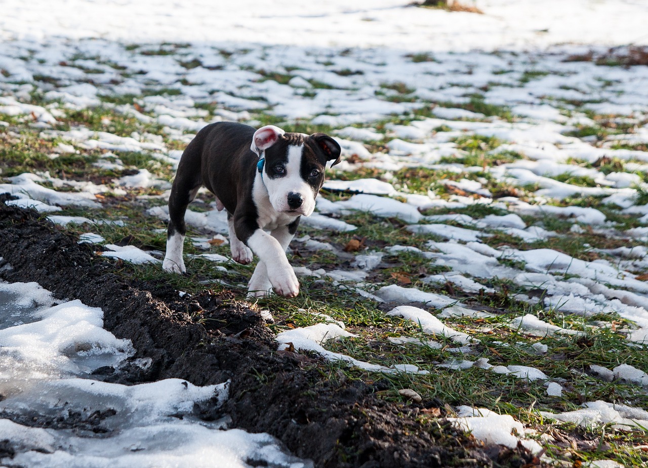 Ultimate American Staffordshire Terrier Puppy Boodschappenlijst: Checklist van 23 Must-Have Items