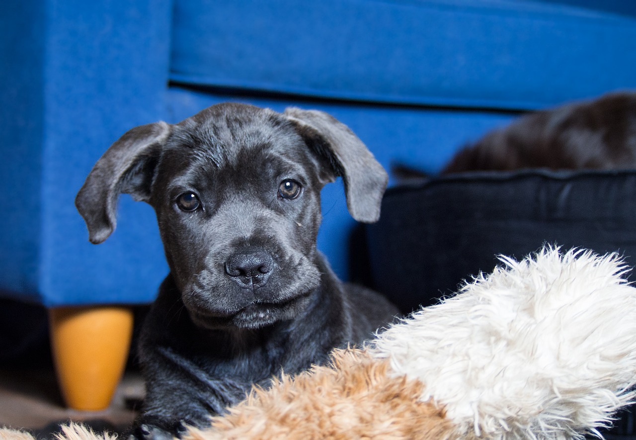Ultimate Cane Corso Puppy Boodschappenlijst: Checklist van 23 Must-Have Items