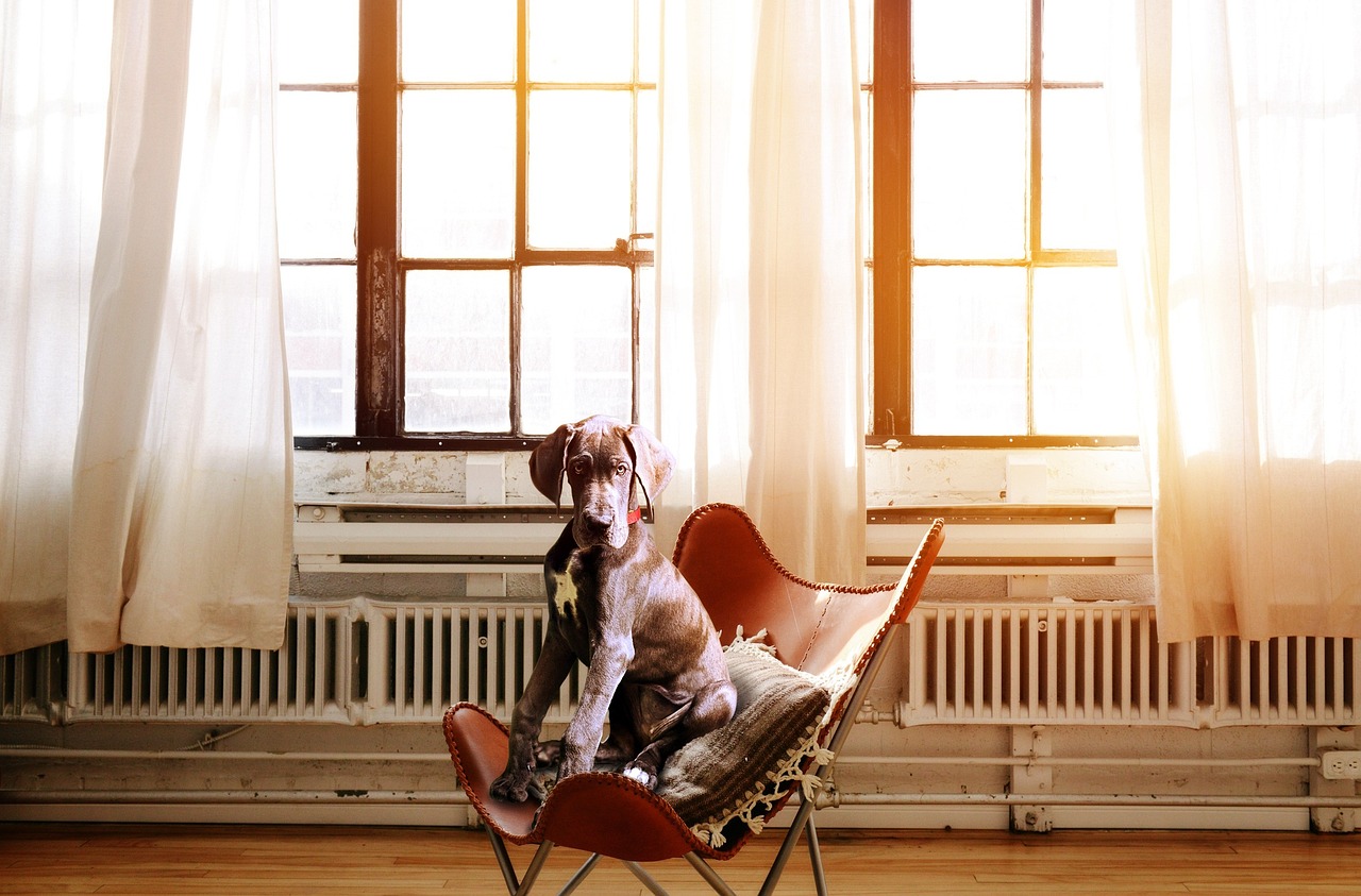 Ultimate Great Dane Puppy Boodschappenlijst: Checklist van 23 Must-Have Items