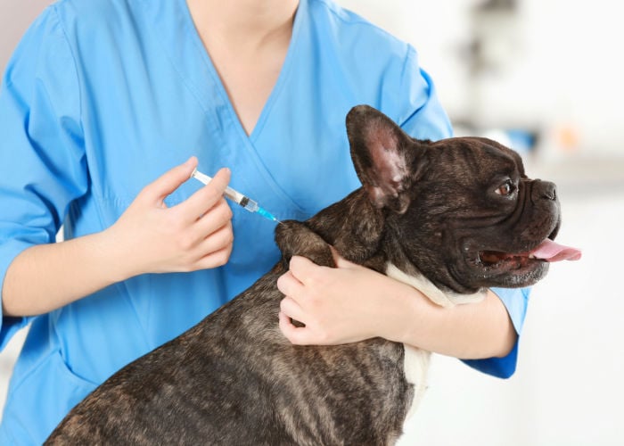 wanneer honden te vaccineren