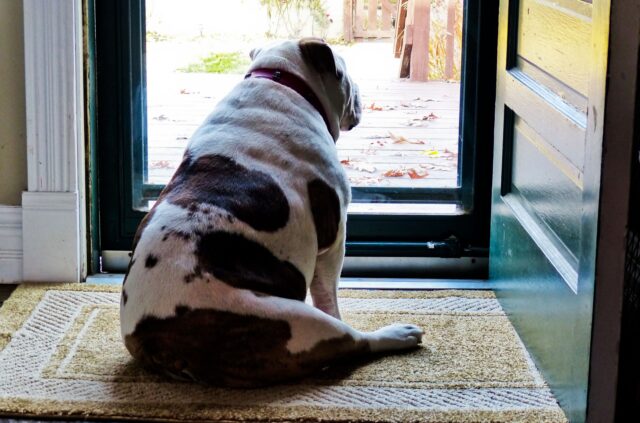 Bulldog wacht aan de deur