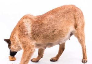 Wat en hoe zwangere en zogende honden te voeden