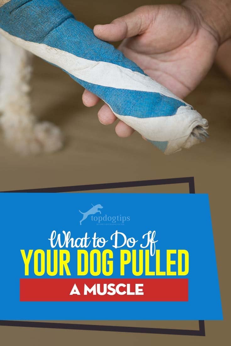 Wat te doen als uw hond een spier heeft getrokken - een gids