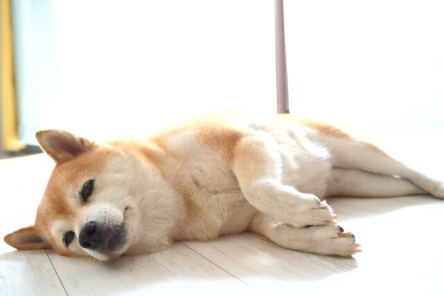 beste hondenhek voor Shiba Inus