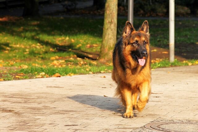 beste hondenhek voor Duitse herders