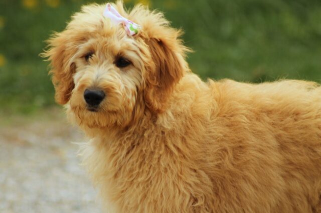 beste hondenhek voor Goldendoodles