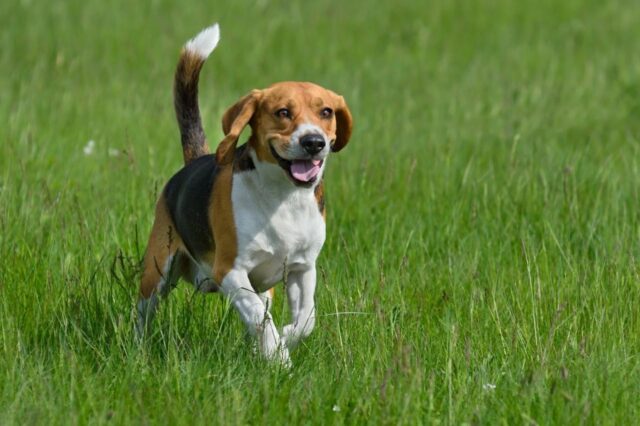 Beste onzichtbare hondenhek voor Beagles