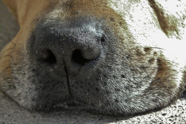 Droge hondenneus close-up