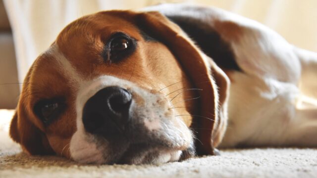 beste snuit fopspenen voor Beagles