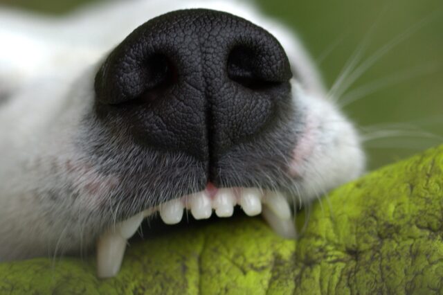 Hondensnuit en tanden