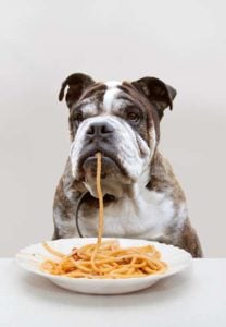 Granen voor honden (zoals brood en pasta) zijn prima om te eten zolang er geen toevoegingen zijn