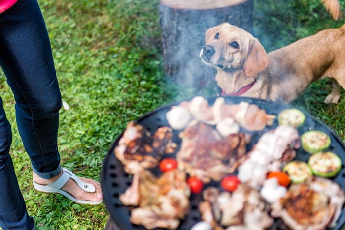 Wat menselijk voedsel kunnen honden eten - Overweeg deze opties