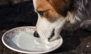 Melk voor honden (evenals yoghurt en soortgelijke zuivelproducten) zijn helemaal prima met mate