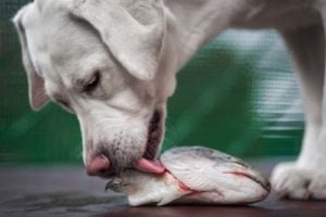 Vis voor honden is een gezonde bron van omega-3 vet zuren, eiwitten en goede vetten