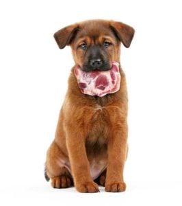 Vlees voor honden is gemakkelijk het beste van menselijk voedsel dat honden kunnen eten