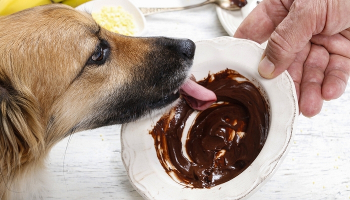 Slechtste menselijke voeding voor honden