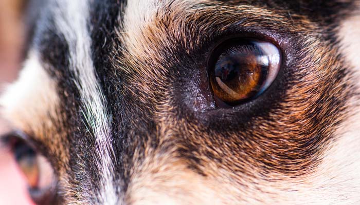 waarom honden niet kleurenblind zijn