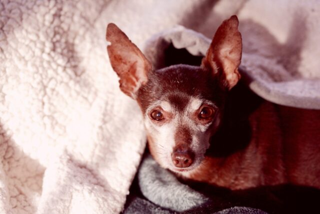 Senior Chihuahua rusten