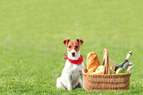 Ga picknicken met je hond