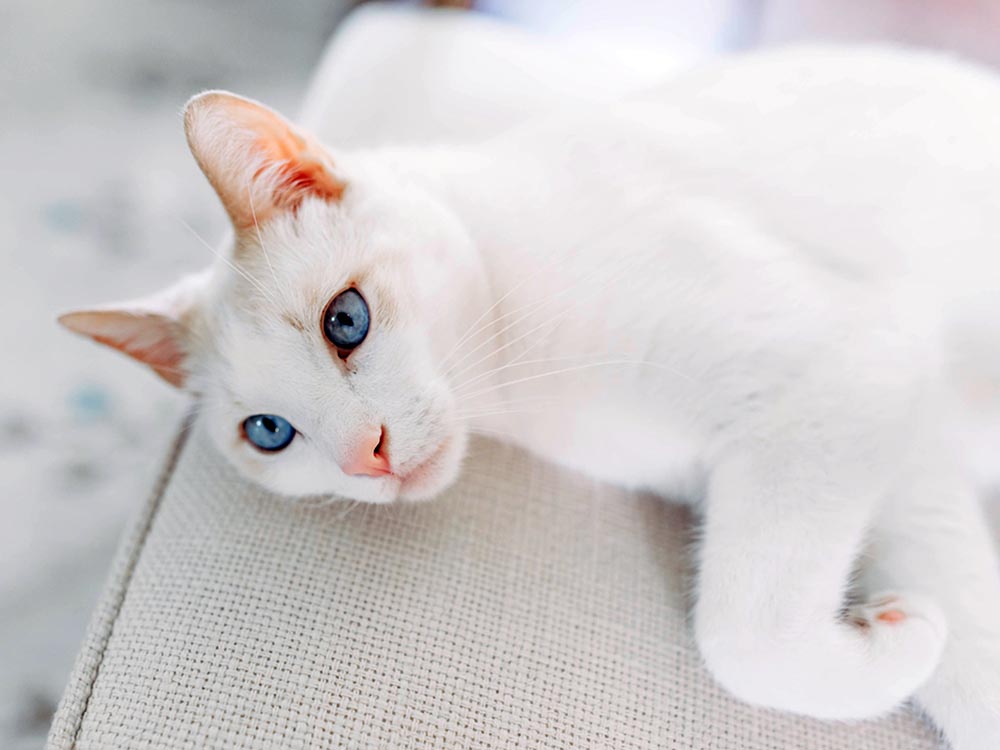 Wit kattenras met blauwe ogen - binnenlands korthaar liggend op de bank