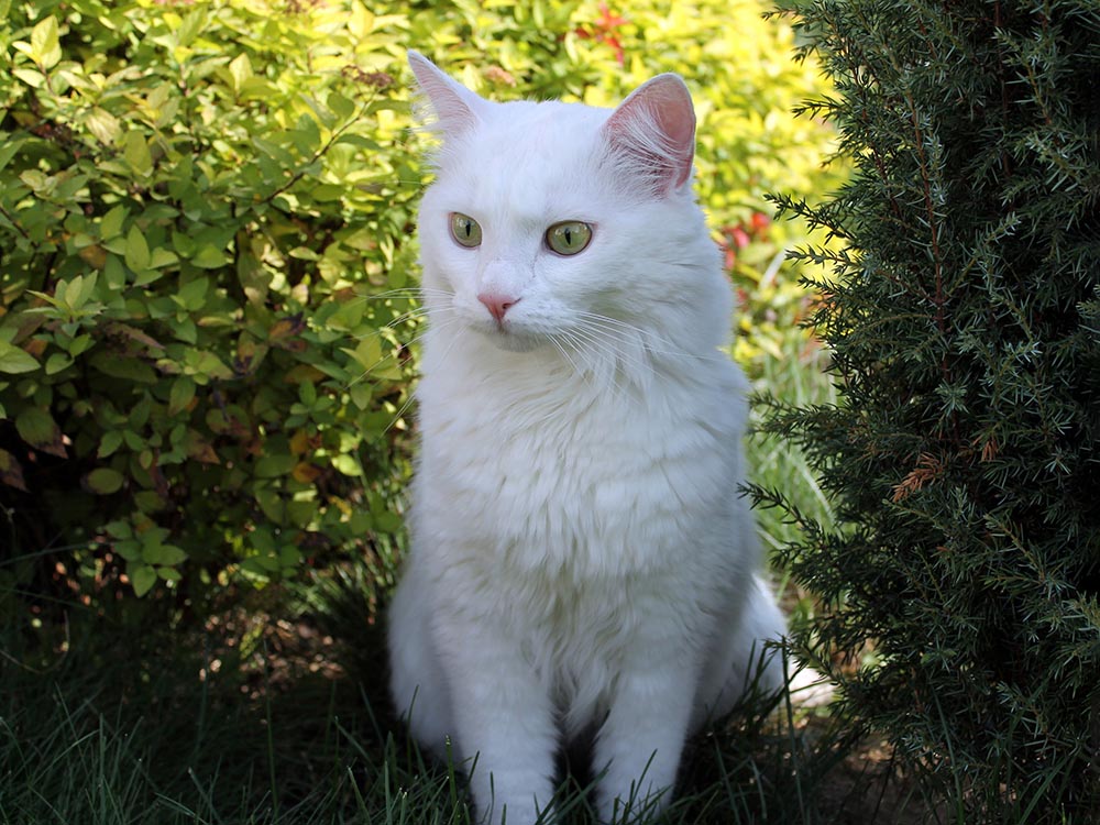 Wit Siberisch kattenras tussen struiken