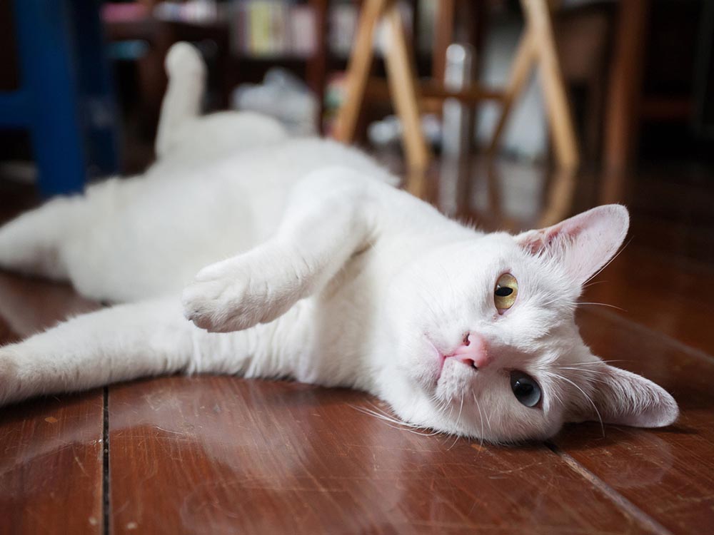 Zeldzaam Khao Manee wit kattenras met heterochromie