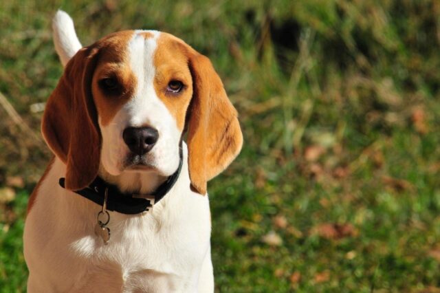 Beste gedehydrateerd hondenvoer voor Beagles