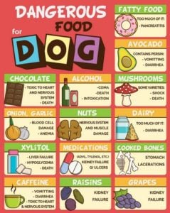Slechtste menselijke voeding honden kunnen niet eten